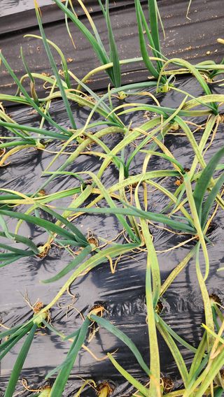 황창용님의 양파 · 병해충상담 작성글 사진