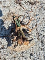 박주희님의 마늘·병해충상담 작성글 사진