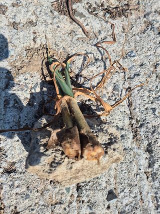 박주희님의 마늘 · 병해충상담 작성글 사진