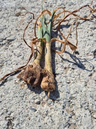 박주희님의 마늘 · 병해충상담 작성글 사진