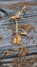 박용열조물주님 님의 마늘·병해충상담 작성글 사진