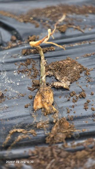 박용열조물주님 님의 마늘 · 병해충상담 작성글 사진