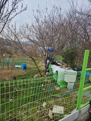 청산거사님의 마늘 · 병해충상담 작성글 사진