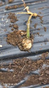 팜모닝 마늘·병해충상담 게시글 이미지