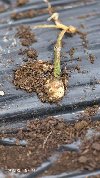 박용열조물주님 님의 마늘 · 병해충상담 작성글 사진