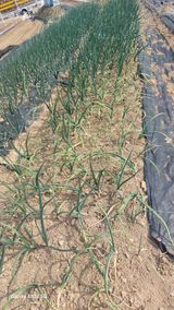 이형모님의 양파·병해충상담 작성글 사진