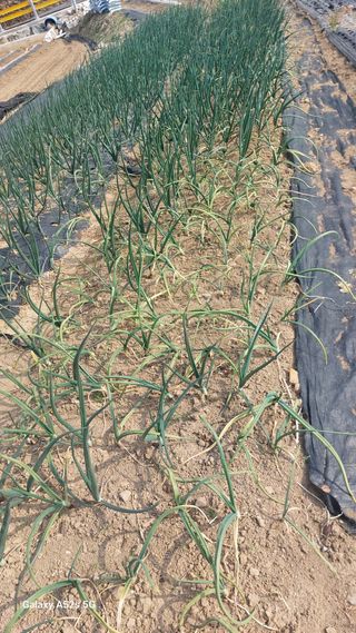 이형모님의 양파 · 병해충상담 작성글 사진