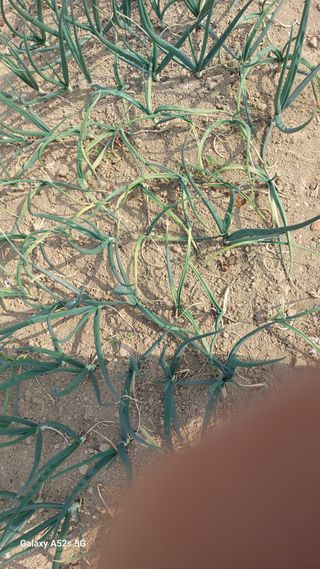 이형모님의 양파 · 병해충상담 작성글 사진