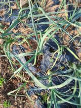 팜모닝 양파·병해충상담 게시글 이미지