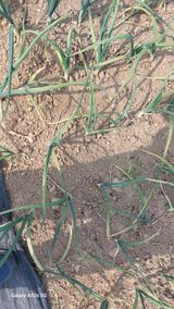 이형모님의 양파·병해충상담 작성글 사진