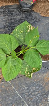 농건이님의 콩·병해충상담 작성글 사진