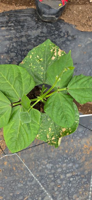 농건이님의 콩 · 병해충상담 작성글 사진