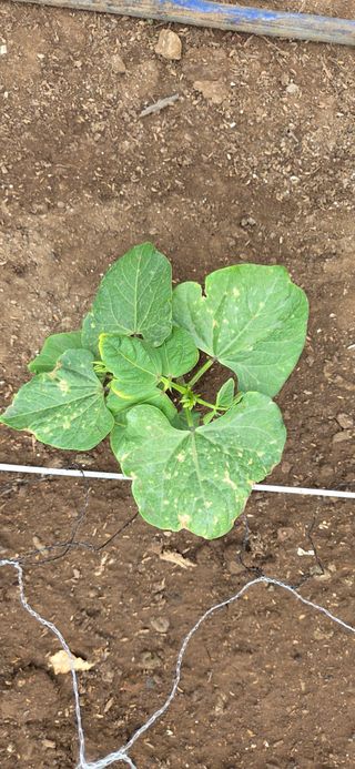 농건이님의 콩 · 병해충상담 작성글 사진