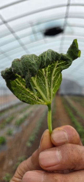 농건이님의 콩 · 병해충상담 작성글 사진