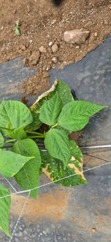 팜모닝 콩·병해충상담 게시글 이미지