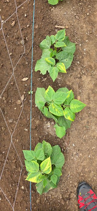 농건이님의 콩 · 병해충상담 작성글 사진