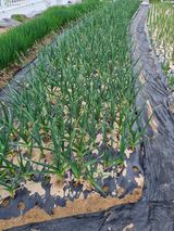 장례지도사1급님의 마늘·병해충상담 작성글 사진