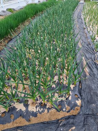 장례지도사1급님의 마늘 · 병해충상담 작성글 사진