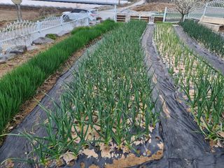 장례지도사1급님의 마늘·병해충상담 작성글 사진