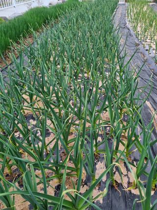 장례지도사1급님의 마늘 · 병해충상담 작성글 사진