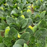 팜모닝 시금치·병해충상담 게시글 이미지