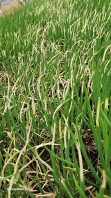 김홍연님의 파·병해충상담 작성글 사진