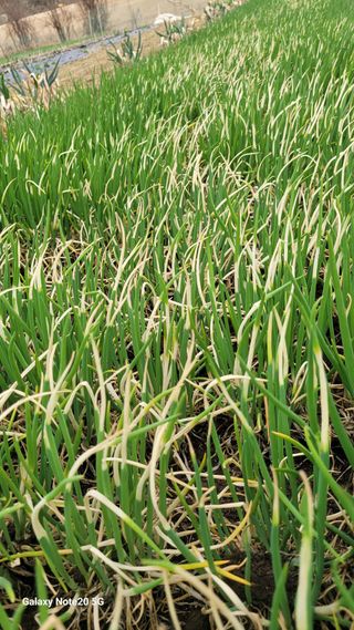 김홍연님의 파 · 병해충상담 작성글 사진