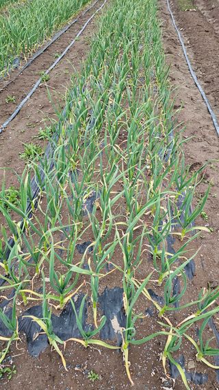 배성은365님의 마늘 · 병해충상담 작성글 사진