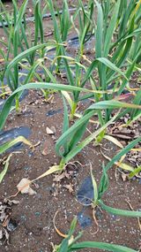 배성은365님의 마늘·병해충상담 작성글 사진