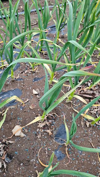 배성은365님의 마늘 · 병해충상담 작성글 사진