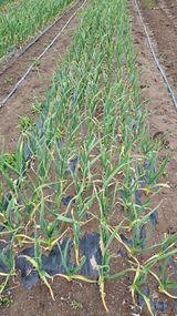 팜모닝 마늘·병해충상담 게시글 이미지