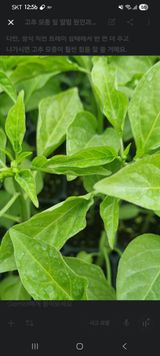 이정규님의 고추·병해충상담 작성글 사진