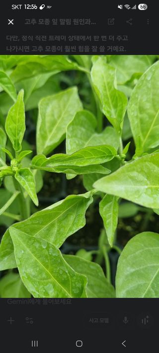 이정규님의 고추 · 병해충상담 작성글 사진