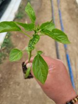 팜모닝 고추·병해충상담 게시글 이미지