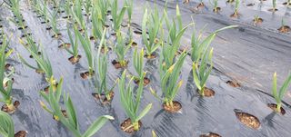 김익중님의 마늘·병해충상담 작성글 사진