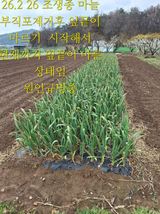 팜모닝 마늘·병해충상담 게시글 이미지