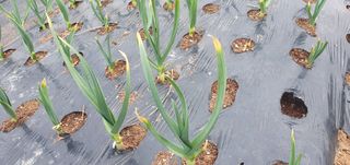 김익중님의 마늘 · 병해충상담 작성글 사진