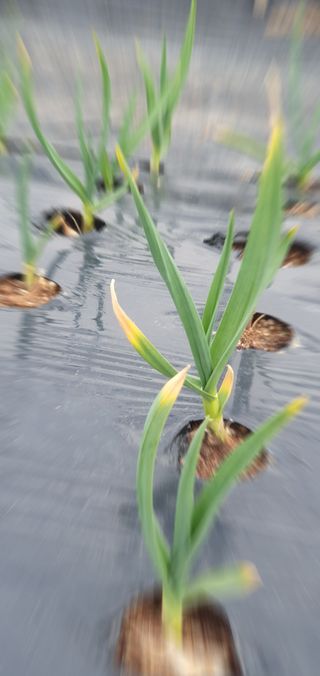 김익중님의 마늘 · 병해충상담 작성글 사진