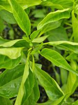 이정규님의 고추·병해충상담 작성글 사진