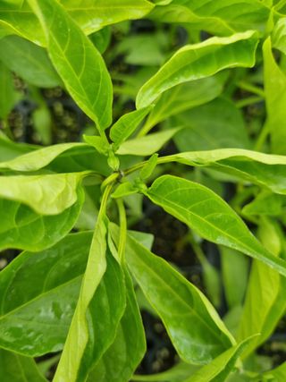 이정규님의 고추 · 병해충상담 작성글 사진