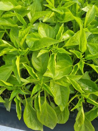 이정규님의 고추 · 병해충상담 작성글 사진