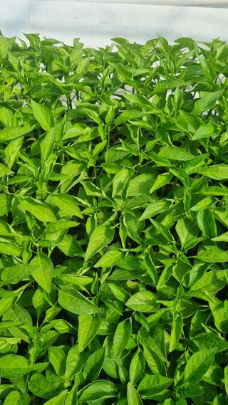 이정규님의 고추 · 병해충상담 작성글 사진