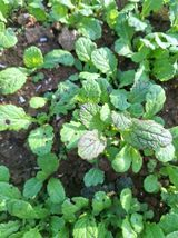 김석준님의 기타작물·병해충상담 작성글 사진