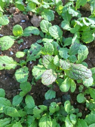 김석준님의 기타작물 · 병해충상담 작성글 사진