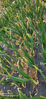 한밭골님의 마늘·병해충상담 작성글 사진