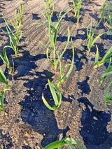 김양곤님의 마늘·병해충상담 작성글 사진