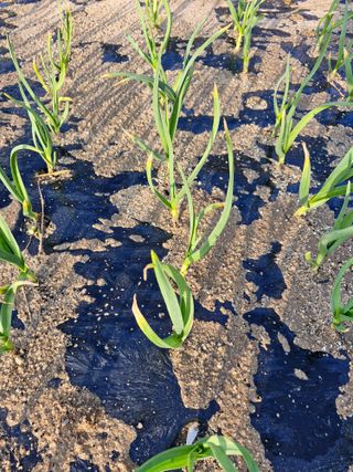 김양곤님의 마늘 · 병해충상담 작성글 사진