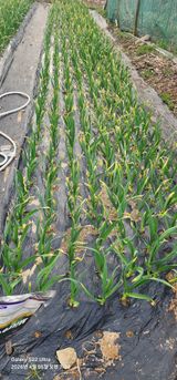 한밭골님의 마늘·병해충상담 작성글 사진