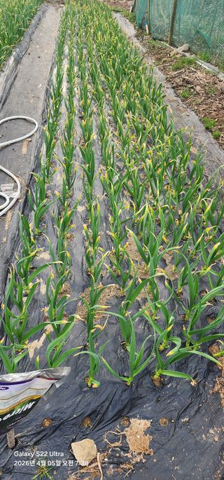 한밭골님의 마늘 · 병해충상담 작성글 사진