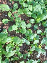 팜모닝 기타작물·병해충상담 게시글 이미지